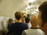 cute doggy on tube escalator